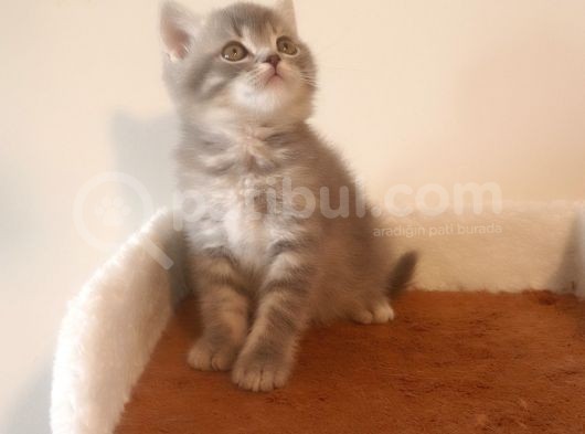 British Shorthair Yavruları