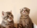 Scottish Fold Yavrular