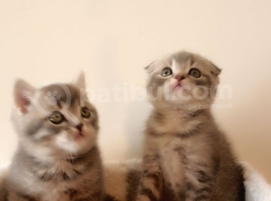 Scottish Fold Yavrular görsel
