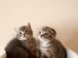 Scottish Fold Yavrular