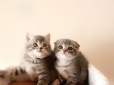 Scottish Fold Yavrular
