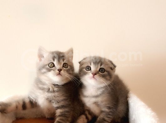 Scottish Fold Yavrular