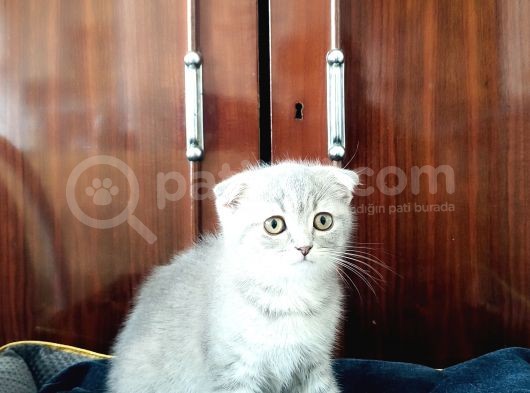 Scotti̇sh Fold Yavrular
