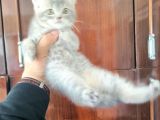 British Shorthair Yavruları