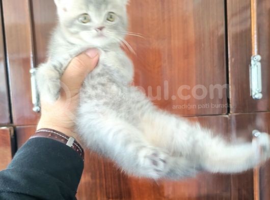 British Shorthair Yavruları görsel