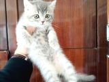 British Shorthair Yavruları