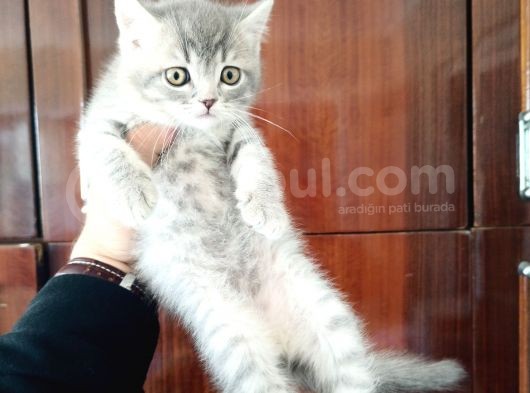 British Shorthair Yavruları