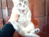 British Shorthair Yavruları