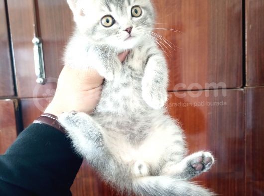 British Shorthair Yavruları görsel