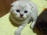 Blue Point Ve Whiskas Yavrularımız