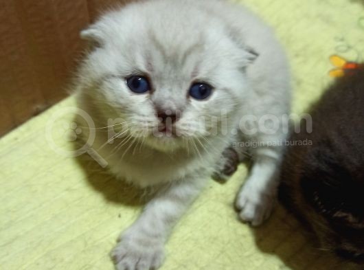 Blue Point Ve Whiskas Yavrularımız görsel