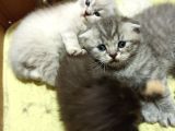 Blue Point Ve Whiskas Yavrularımız