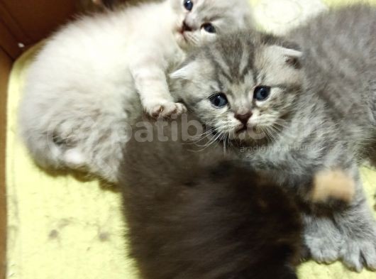 Blue Point Ve Whiskas Yavrularımız görsel