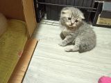 Blue point ve whiskas yavrularımız
