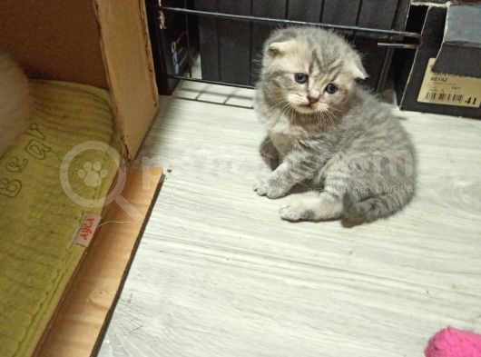 Blue Point Ve Whiskas Yavrularımız