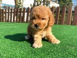 Bebek Surat Toy Poodle Yavrular Wc Eğitimli