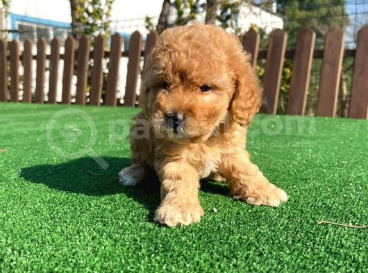 Bebek Surat Toy Poodle Yavrular Wc Eğitimli görsel