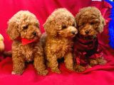 Bebek Surat Toy Poodle Yavrular Wc Eğitimli