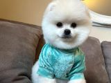 Teddy Face Ayi Surat Pomerani̇an Boo Yavrularimiz
