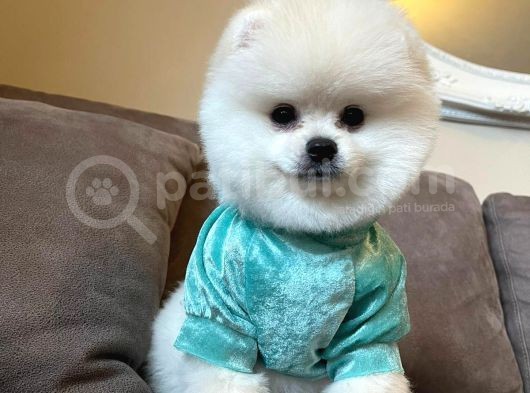 Teddy Face Ayi Surat Pomerani̇an Boo Yavrularimiz görsel