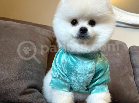 Teddy Face Ayi Surat Pomerani̇an Boo Yavrularimiz görsel