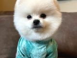 Teddy Face Ayi Surat Pomerani̇an Boo Yavrularimiz