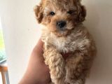 Bebek Surat Toy Poodle Yavrular Wc Eğitimli