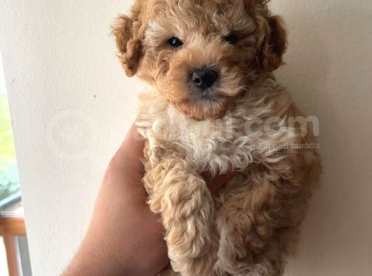 Bebek Surat Toy Poodle Yavrular Wc Eğitimli