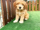 Anne Baba Orjinal Maltipoo Yavrularımız