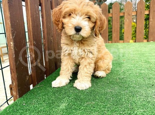 Anne Baba Orjinal Maltipoo Yavrularımız görsel
