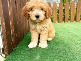 Anne Baba Orjinal Maltipoo Yavrularımız