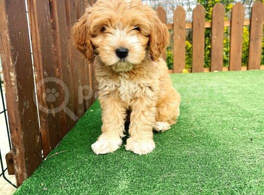 Anne Baba Orjinal Maltipoo Yavrularımız