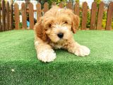 Anne Baba Orjinal Maltipoo Yavrularımız