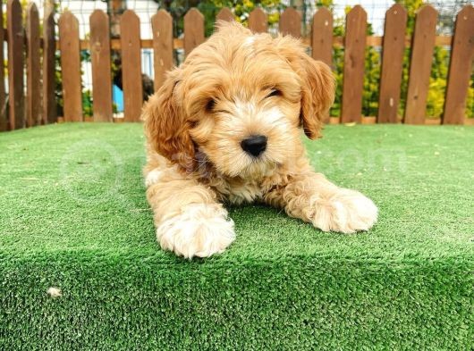 Anne Baba Orjinal Maltipoo Yavrularımız görsel