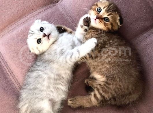 Dünya Güzeli̇ Yavrularim Yeni̇ Evleri̇ne Gi̇tmeye Hazir görsel