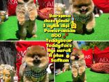 Orjinal Ayı surat Teddybear Boo Pomeranian Kızımız OLLY @yavrupatiler
