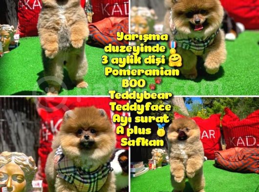 Orjinal Ayı Surat Teddybear Boo Pomeranian Kızımız Olly @Yavrupatiler