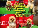 A Plus Orjinal Renk Ödül adayı Boo Pomeranian oğlumuz Rich @yavrupatiler