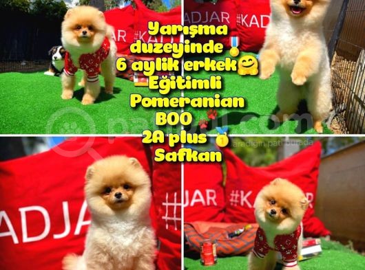 A Plus Orjinal Renk Ödül Adayı Boo Pomeranian Oğlumuz Rich @Yavrupatiler