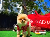 A Plus Orjinal Renk Ödül Adayı Boo Pomeranian Oğlumuz Rich @Yavrupatiler