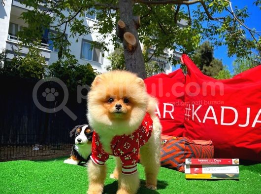 A Plus Orjinal Renk Ödül Adayı Boo Pomeranian Oğlumuz Rich @Yavrupatiler görsel
