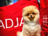 A Plus Orjinal Renk Ödül Adayı Boo Pomeranian Oğlumuz Rich @Yavrupatiler