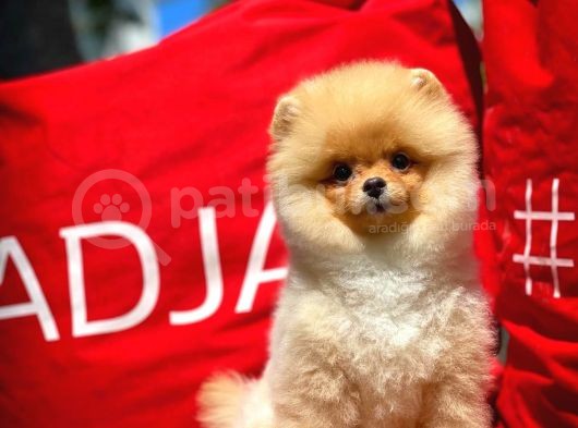 A Plus Orjinal Renk Ödül Adayı Boo Pomeranian Oğlumuz Rich @Yavrupatiler görsel