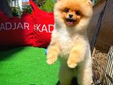A Plus Orjinal Renk Ödül Adayı Boo Pomeranian Oğlumuz Rich @Yavrupatiler
