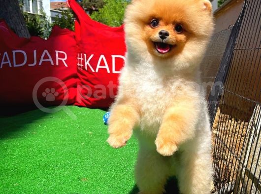 A Plus Orjinal Renk Ödül Adayı Boo Pomeranian Oğlumuz Rich @Yavrupatiler görsel