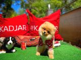 A Plus Orjinal Renk Ödül Adayı Boo Pomeranian Oğlumuz Rich @Yavrupatiler