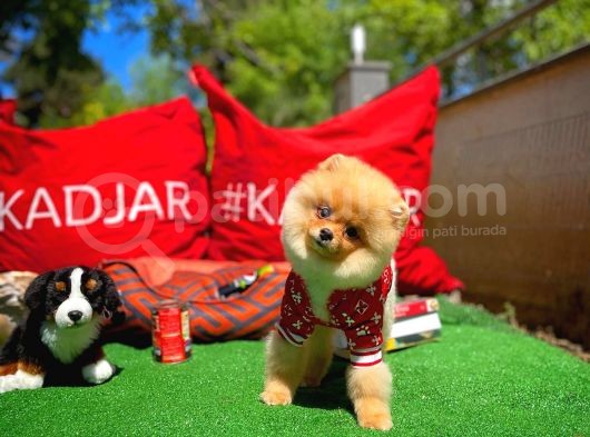A Plus Orjinal Renk Ödül Adayı Boo Pomeranian Oğlumuz Rich @Yavrupatiler görsel