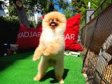 A Plus Orjinal Renk Ödül Adayı Boo Pomeranian Oğlumuz Rich @Yavrupatiler