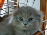 Masum Oyunbaz Kedi̇mi̇z