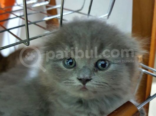 Masum Oyunbaz Kedi̇mi̇z